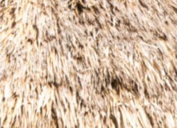 Thatch swatch
